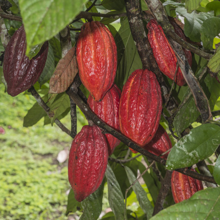 trinitario cacao