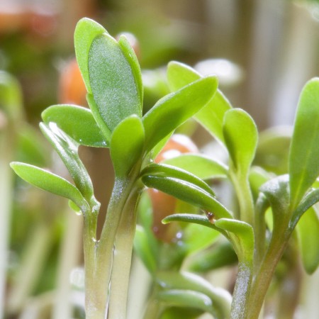 Land Cress